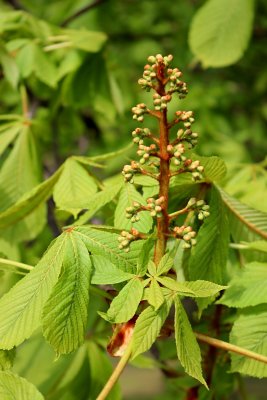 Aesculus hippocastanum - jírovec maďal - květ pupen (37)
